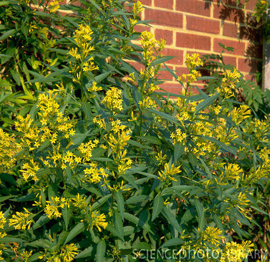 راهنمای نگهداری و پرورش گل و گیاهان زینتی - گل محبوبه شب